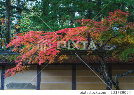Mount Koya in autumn colors 2025 Wakayama Prefecture Mount Koya in autumn colors 2025 Wakayama Prefecture 133789094