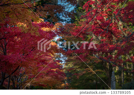 Mount Koya in autumn colors 2025 Wakayama Prefecture Mount Koya in autumn colors 2025 Wakayama Prefecture 133789105