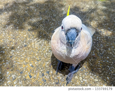 A Sulphur Crested Cockatoo standing on a pedestrian footpath A Sulphur Crested Cockatoo standing on a pedestrian footpath 133789179