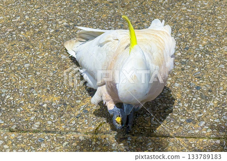 A Sulphur Crested Cockatoo standing on a pedestrian footpath A Sulphur Crested Cockatoo standing on a pedestrian footpath 133789183