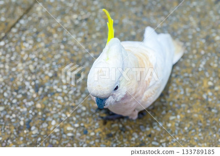 A Sulphur Crested Cockatoo standing on a pedestrian footpath A Sulphur Crested Cockatoo standing on a pedestrian footpath 133789185