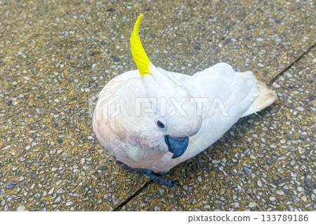 A Sulphur Crested Cockatoo standing on a pedestrian footpath A Sulphur Crested Cockatoo standing on a pedestrian footpath 133789186