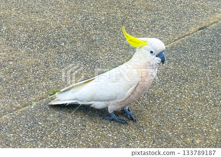 A Sulphur Crested Cockatoo standing on a pedestrian footpath A Sulphur Crested Cockatoo standing on a pedestrian footpath 133789187