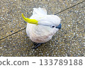 A Sulphur Crested Cockatoo standing on a pedestrian footpath 133789188