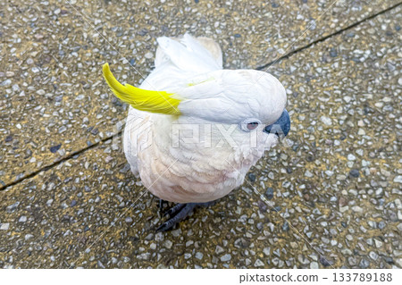 A Sulphur Crested Cockatoo standing on a pedestrian footpath A Sulphur Crested Cockatoo standing on a pedestrian footpath 133789188