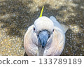A Sulphur Crested Cockatoo standing on a pedestrian footpath 133789189