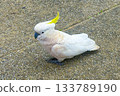 A Sulphur Crested Cockatoo standing on a pedestrian footpath 133789190