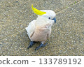 A Sulphur Crested Cockatoo standing on a pedestrian footpath 133789192