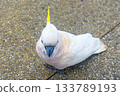 A Sulphur Crested Cockatoo standing on a pedestrian footpath 133789193