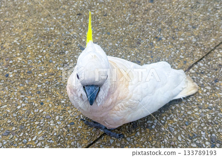 A Sulphur Crested Cockatoo standing on a pedestrian footpath A Sulphur Crested Cockatoo standing on a pedestrian footpath 133789193