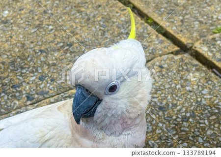 A Sulphur Crested Cockatoo standing on a pedestrian footpath A Sulphur Crested Cockatoo standing on a pedestrian footpath 133789194