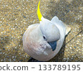 A Sulphur Crested Cockatoo standing on a pedestrian footpath 133789195