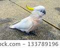 A Sulphur Crested Cockatoo standing on a pedestrian footpath 133789196