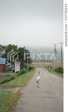 A red-crowned crane walking along the road 133789215