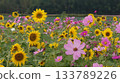 A flower field where sunflowers and cosmos bloom together 133789226