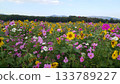 A flower field where sunflowers and cosmos bloom together 133789227