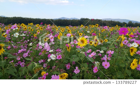 A flower field where sunflowers and cosmos bloom together 133789227
