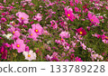 Cosmos field of one side 133789228