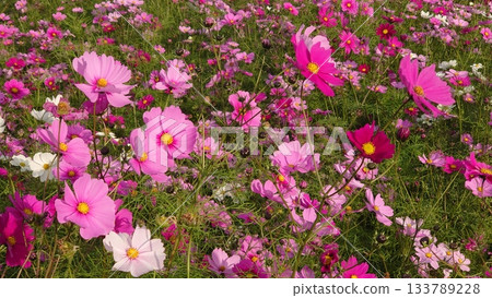 Cosmos field of one side 133789228