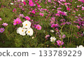 White and pink cosmos field 133789229
