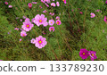 Pink cosmos field 133789230