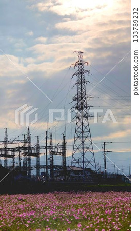 Substation tower and cosmos Substation tower and cosmos 133789232
