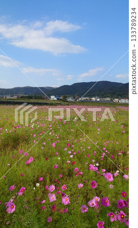 Blue sky, mountains and cosmos fields Blue sky, mountains and cosmos fields 133789234