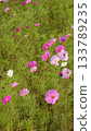 White and pink cosmos field 133789235