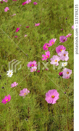 White and pink cosmos field 133789235