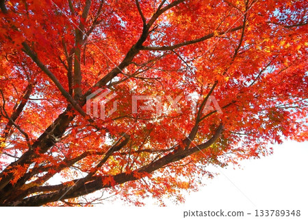 Maple leaves, autumn leaves, trees 133789348