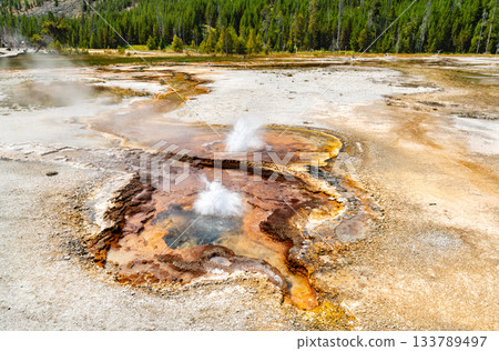 Geyser erupts in Black Sand Basin of Yellowstone National Park Wyoming. Steam rises from hot spring with colorful orange bacterial mats near green pine forest 133789497
