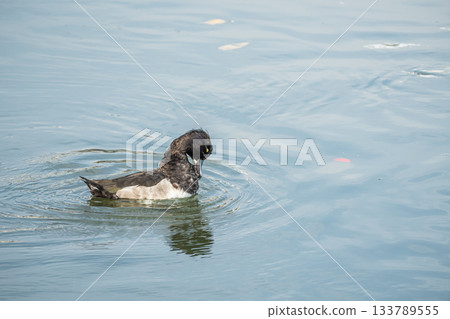 Tufted duck, Kyoto City 133789555