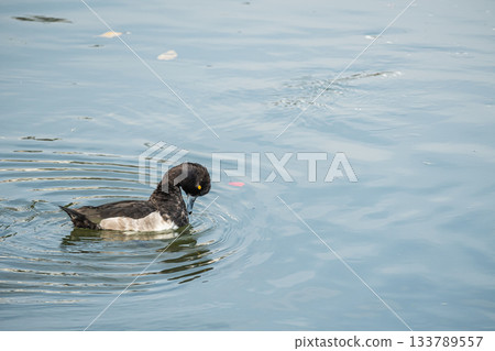 京都的鳳頭潛鴨 133789557