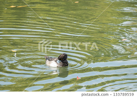 京都的鳳頭潛鴨 133789559