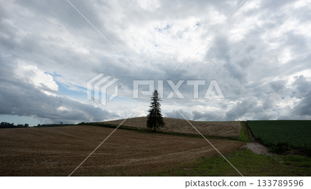 A tree standing on a hill A tree standing on a hill 133789596