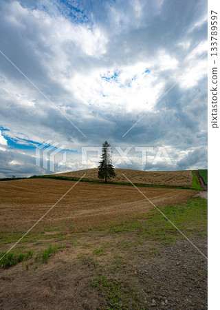 A tree standing on a hill 133789597