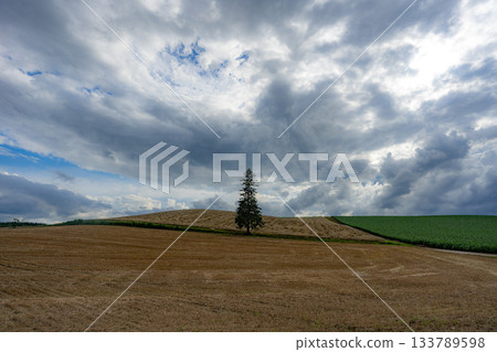 A tree standing on a hill A tree standing on a hill 133789598
