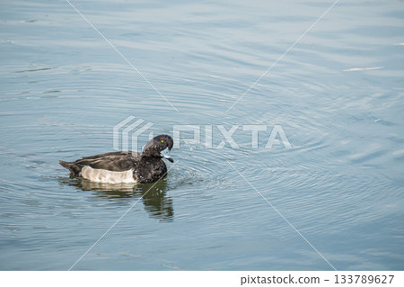 Tufted duck, Kyoto City 133789627