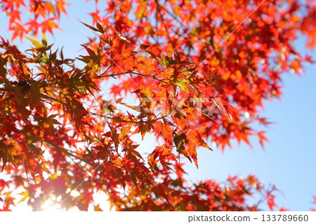 Maple leaves, autumn leaves, trees, sunlight 133789660