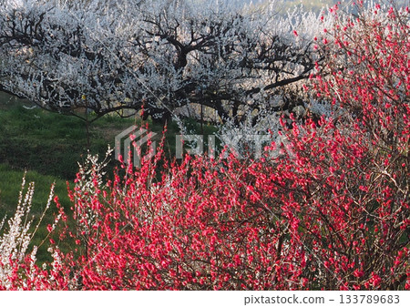 早春時節,一片梅樹林中紅白相間的梅花競相綻放。 早春時節,一片梅樹林中紅白相間的梅花競相綻放。 133789683
