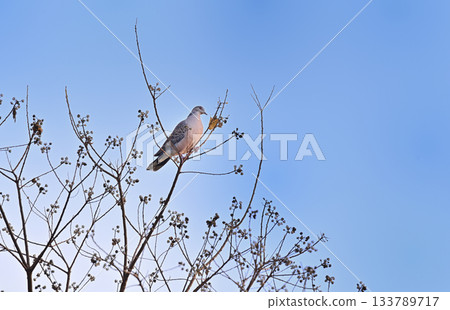 Oriental Turtle Dove Blue Sky Oriental Turtle Dove Blue Sky 133789717