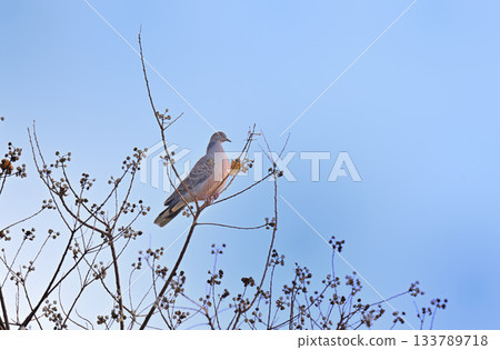 Turtledove  133789718