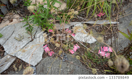 Fallen flowers on the roadside 133789849