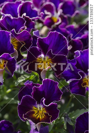 Pansy 1 with a unique pattern in the center Pansy 1 with a unique pattern in the center 133789857