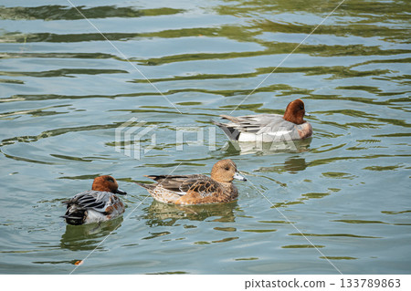 京都市琵琶湖運河中，雄性和雌性赤頸鴨正在游泳 133789863