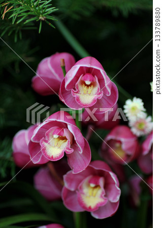 Cymbidium Cymbidium 133789880