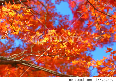 Maple leaves, autumn leaves, trees Maple leaves, autumn leaves, trees 133789889