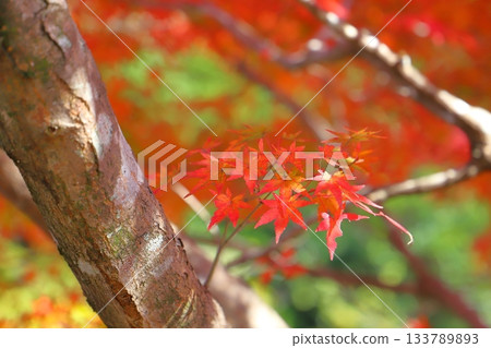 Maple leaves, autumn leaves, trees 133789893