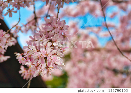 京都吹花天滿宮（京都府京都市上京區）美麗的垂枝櫻花 133790103