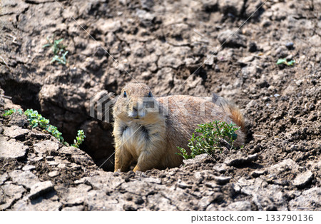 Close-up of Black-tailed Prairie Dog lying on the ground at Roberts Prairie Dog Town in Badlands National Park, South Dakota Close-up of Black-tailed Prairie Dog lying on the ground at Roberts Prairie Dog Town in Badlands National Park, South Dakota 133790136